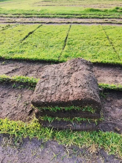 artificial turf